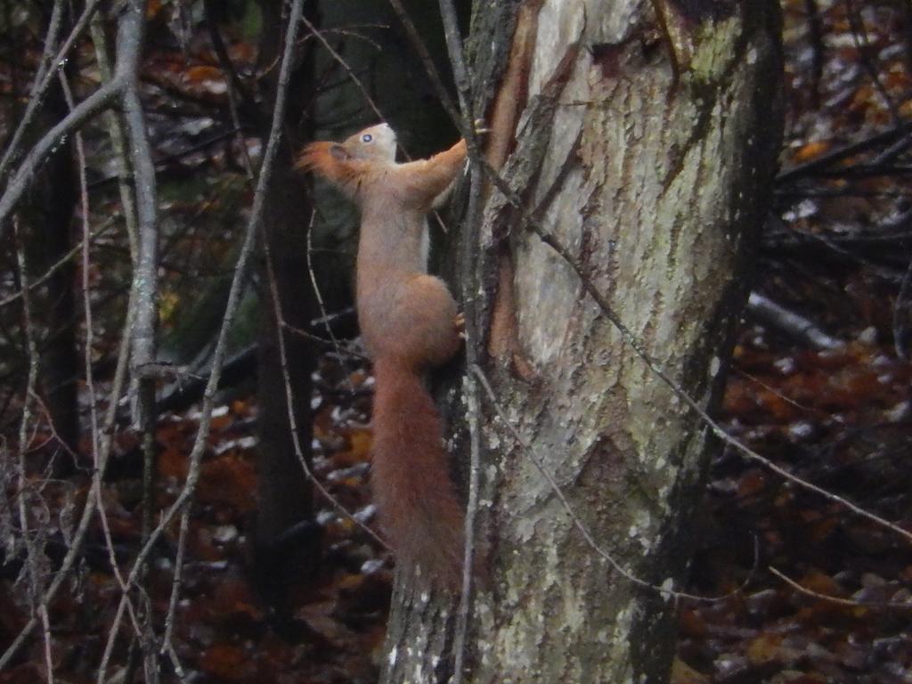 Haus Am Wald Lejlighed Steindorf am Ossiacher See Eksteriør billede